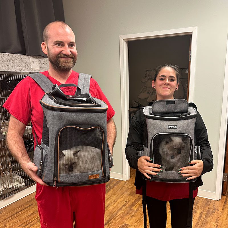 Two Cats In Carriers