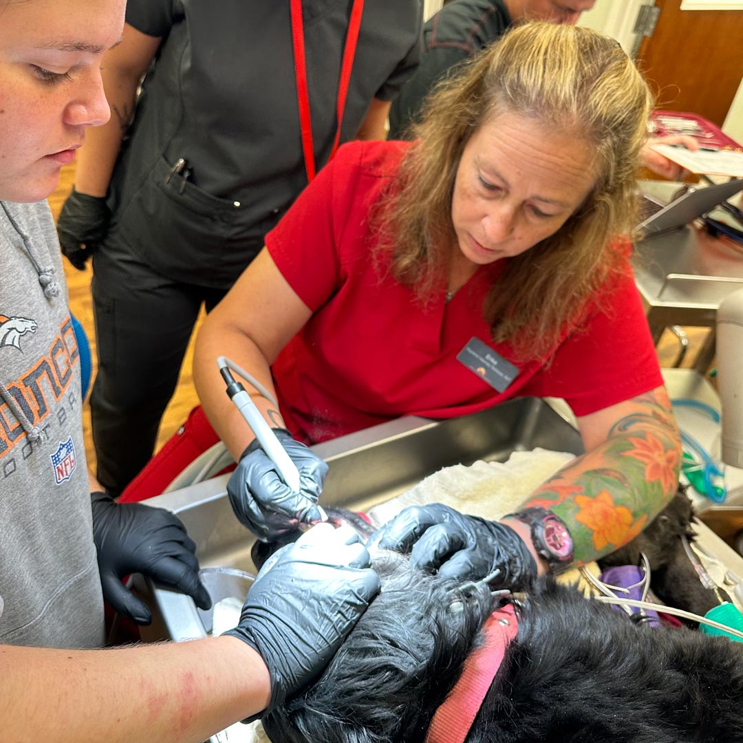 cat-dog-teeth-cleaning-in-acworth-ga-mills-animal-hospital