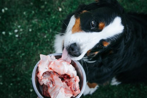 bernese-mountain-dog-licking-turkey-bones-in-bowl