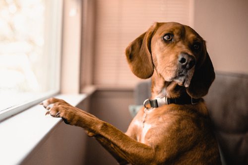 dog-with-front-paws-on-window-sill-looking-out-window