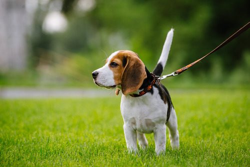 beagle-puppy-walking-on-grass