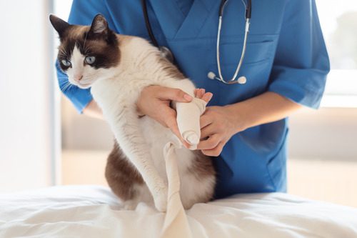 vet-wrapping-cat's-leg-at-clinic