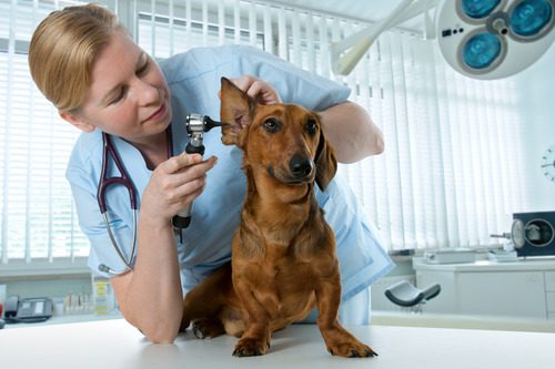 female-vet-examines-dachshund-dog's-ear-at-clinic