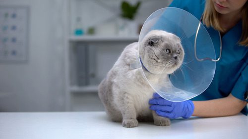 gray-cat-wearing-e-collar-at-clinic-while-vet-examines-it