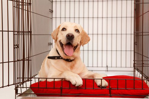 yellow-lab-dog-laying-on-red-dog-bed-inside-wire-crate