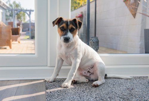 small-dog-sitting-by-glass-door-waiting-to-go-outside-to-relieve-itself