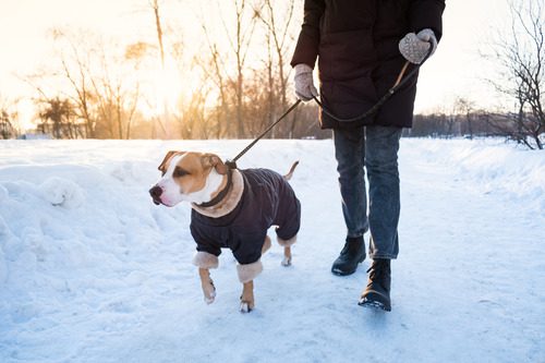 warmly-dressed-person-walking-their-dog-who-is-wearing-a-jacket-in-the-winter