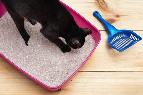 black-cat-playing-in-litter-box