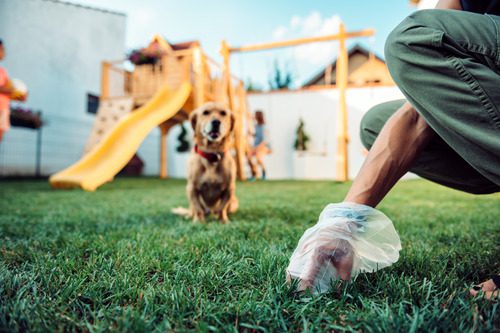 pet-owner-picking-up-dog's-poop-with-plastic-bag-in-backyard-while-dog-watches-in-the-background-near-swing-set