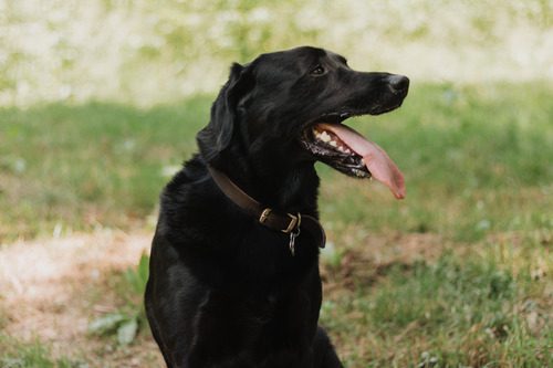 black dog wearing leather collar panting outside