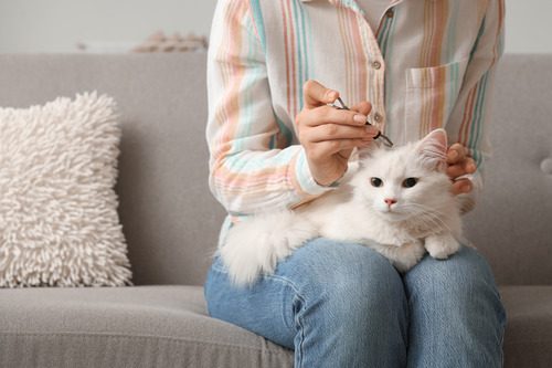 female owner using tick remover tool to remove a parasite from her pet cat at home