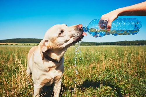 owner pouring water from a bottle for yellow labrador dog to drink while outside on a walk