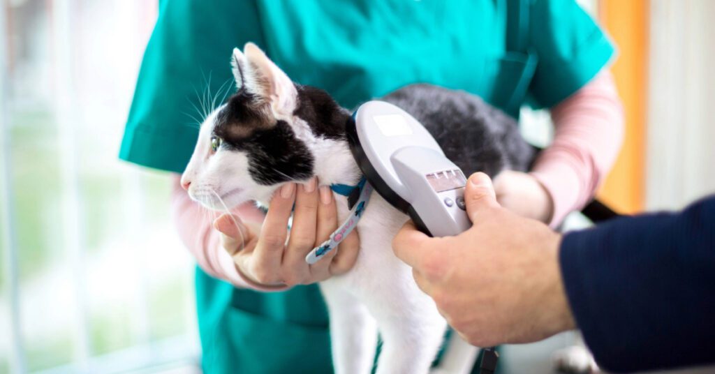 vet checking black and white cat for microchip at clinic