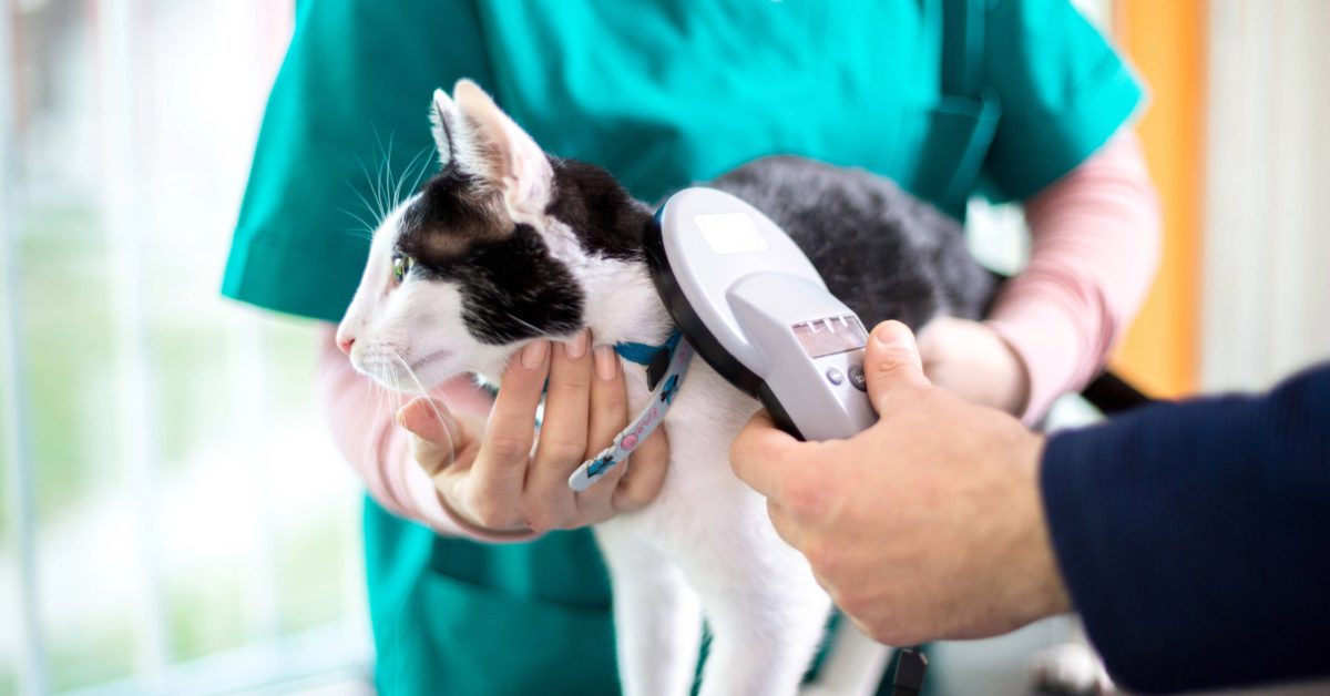 vet checking black and white cat for microchip at clinic