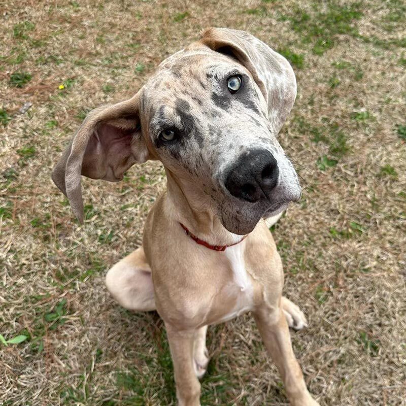 spotted dog cocking head to side while sitting outside in grass