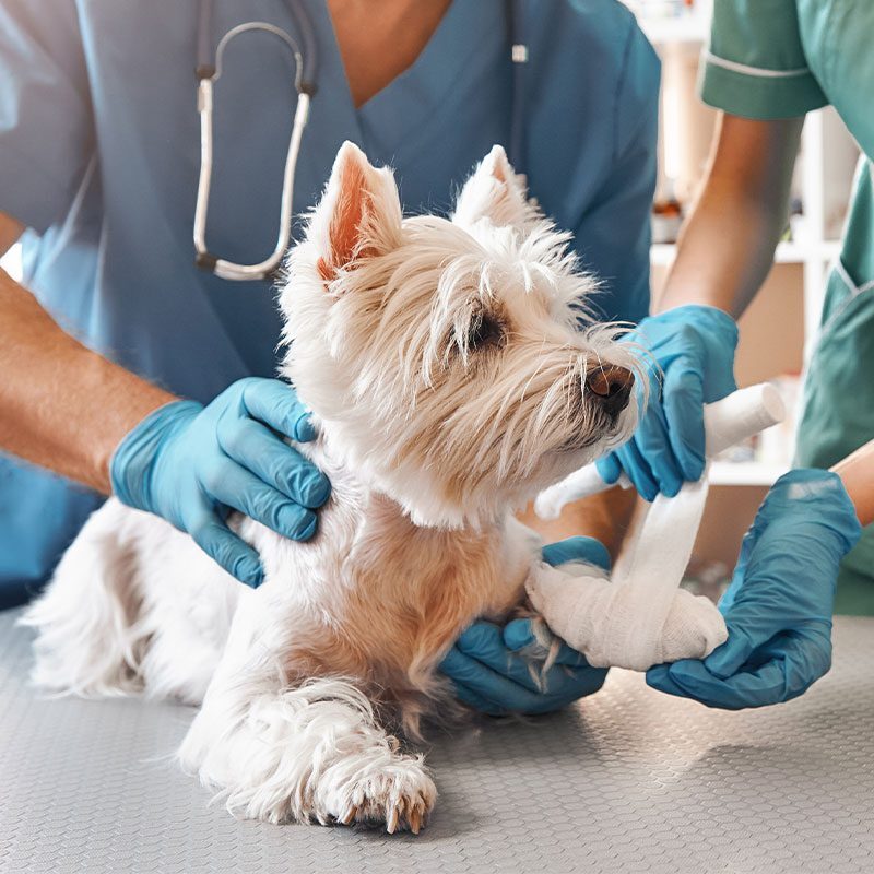 Cat And Dog Emergency Care In Acworth Ga