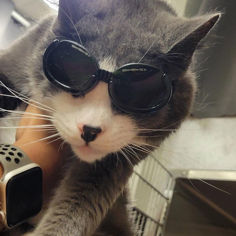 Cat Wearing Sunglasses