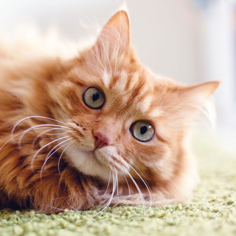 Close Up Of Orange Fluffy Cat Laying On Side