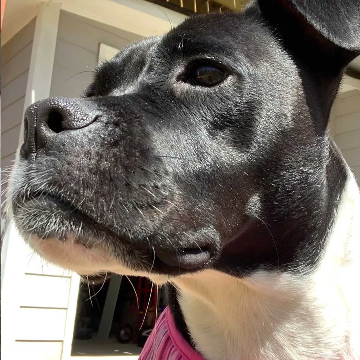Closeup Dogs Face
