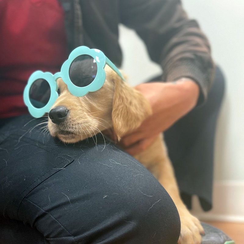 Cute Dog With Sunglasses