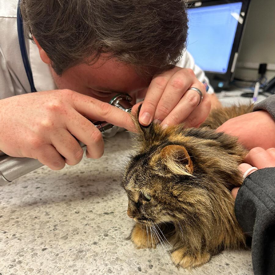 Doctor Checking Cats Ears With Otoscope