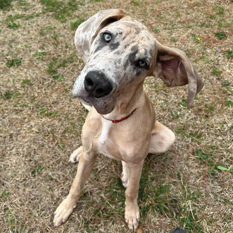 Dog Listening With Ear Up