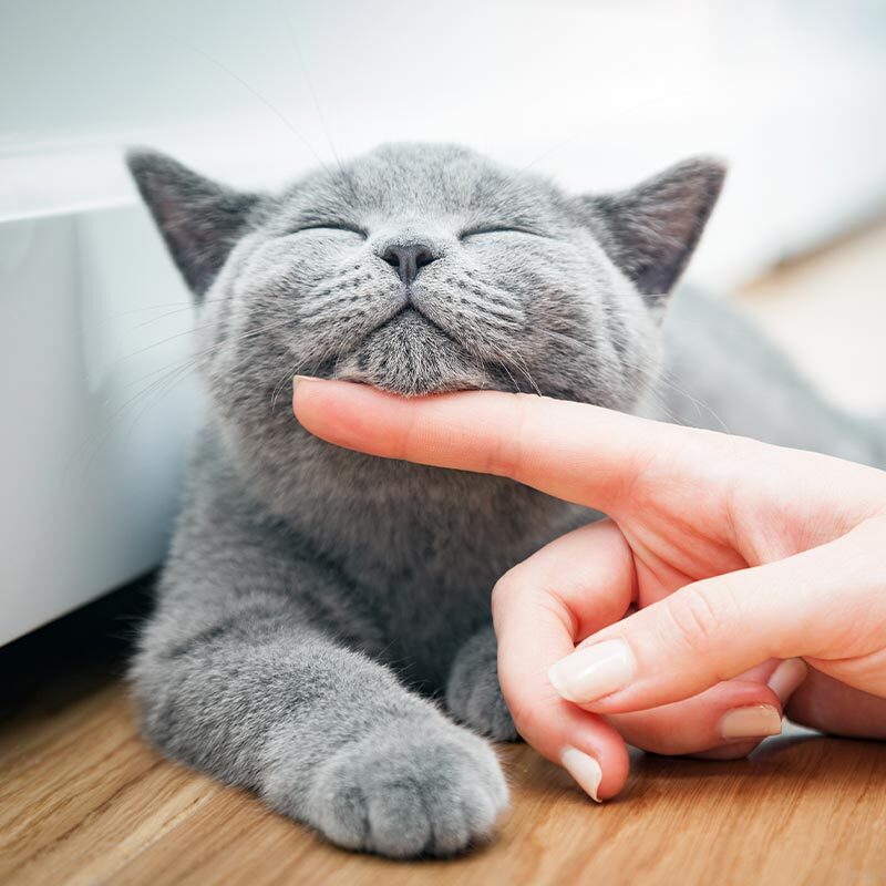 Happy Cat Getting Chin Scratches From Owner