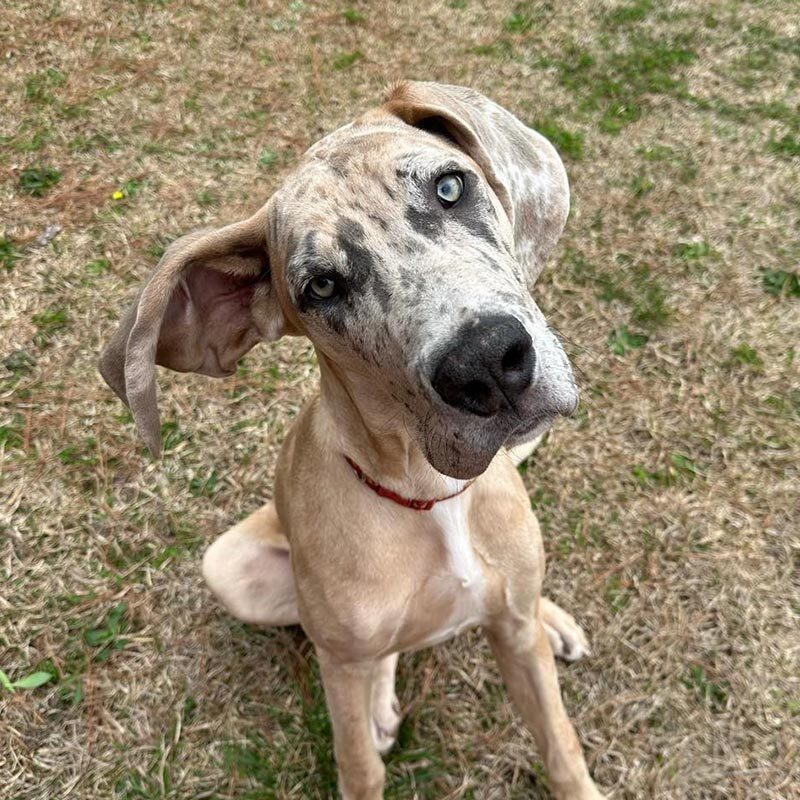 Large Spotted Dog Tilting Head