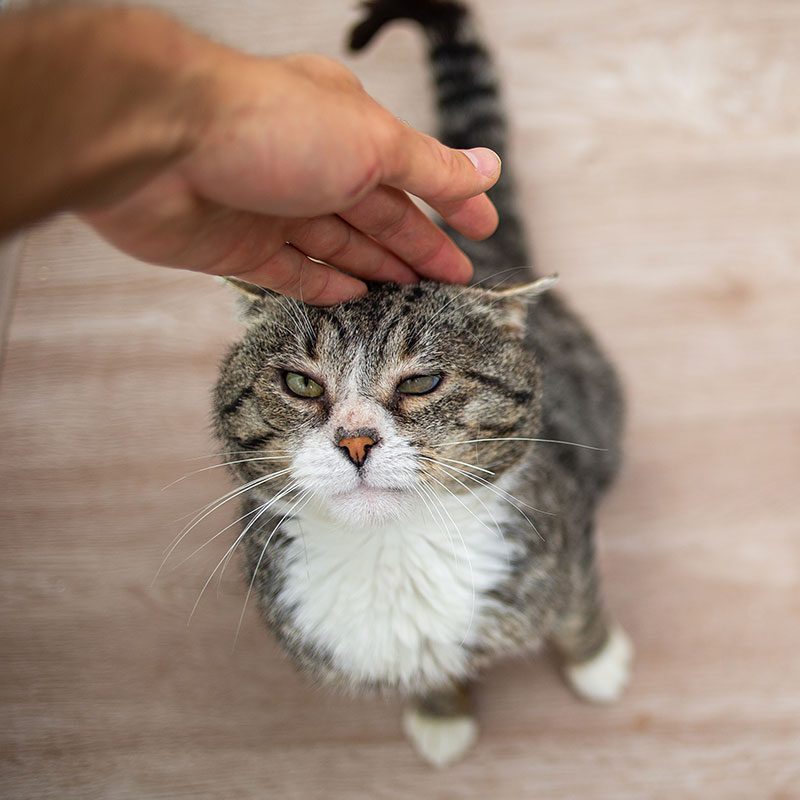 Man Petting His Aging Cat