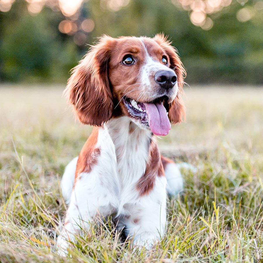 Spaniel Outdoors