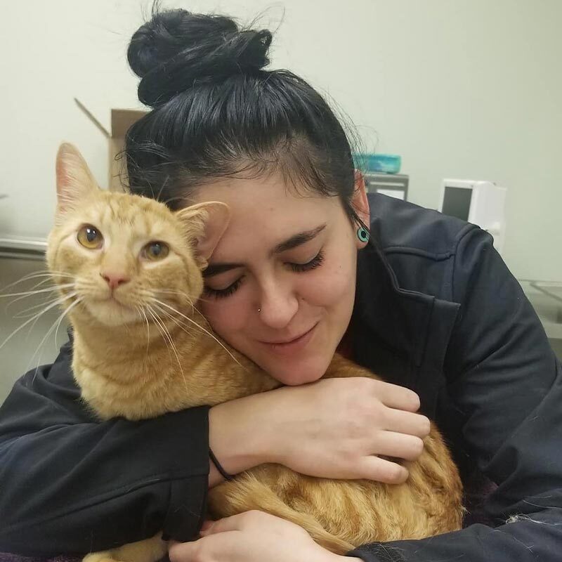 Vet Tech Hugging Orange Striped Cat