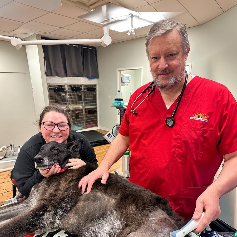 Veterinarian And Tech With Laser Therapy Patient